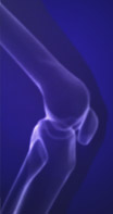 knee joint